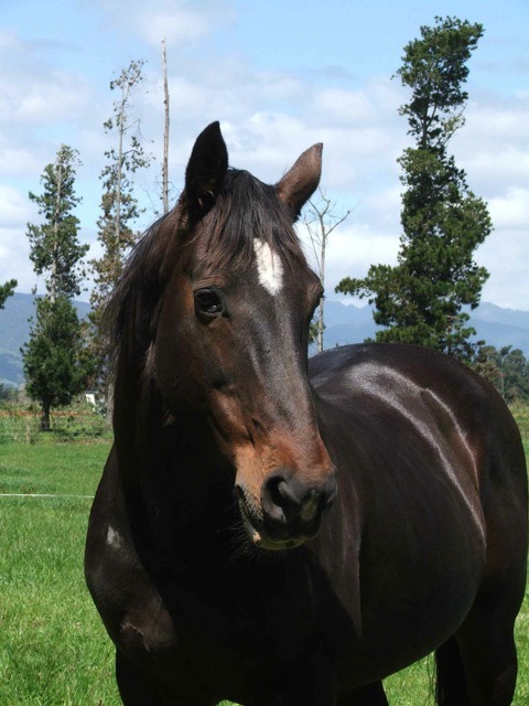 swedishdressage: equine-101: It is with a heavy heart that I post this. Uraeus the German Warmblood 