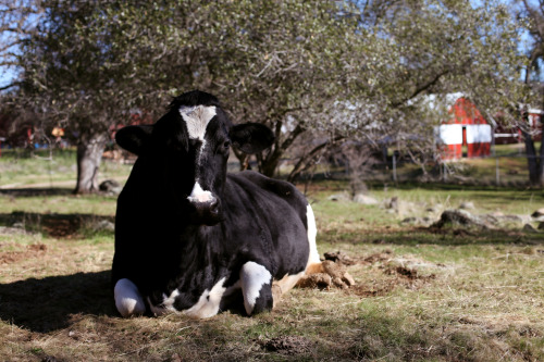Maddie. Animal Place, Grass Valley, CA. © Andrea White 2013