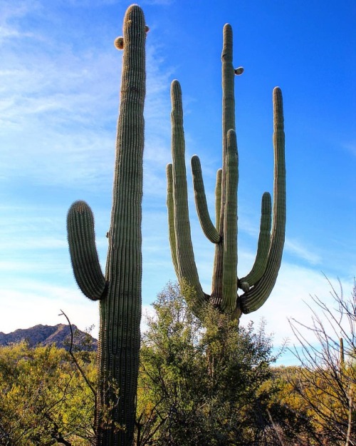 One cannot have enough saguaro in their life. . . #Carnegieagigantea #cacti #botany #SonoranDesert