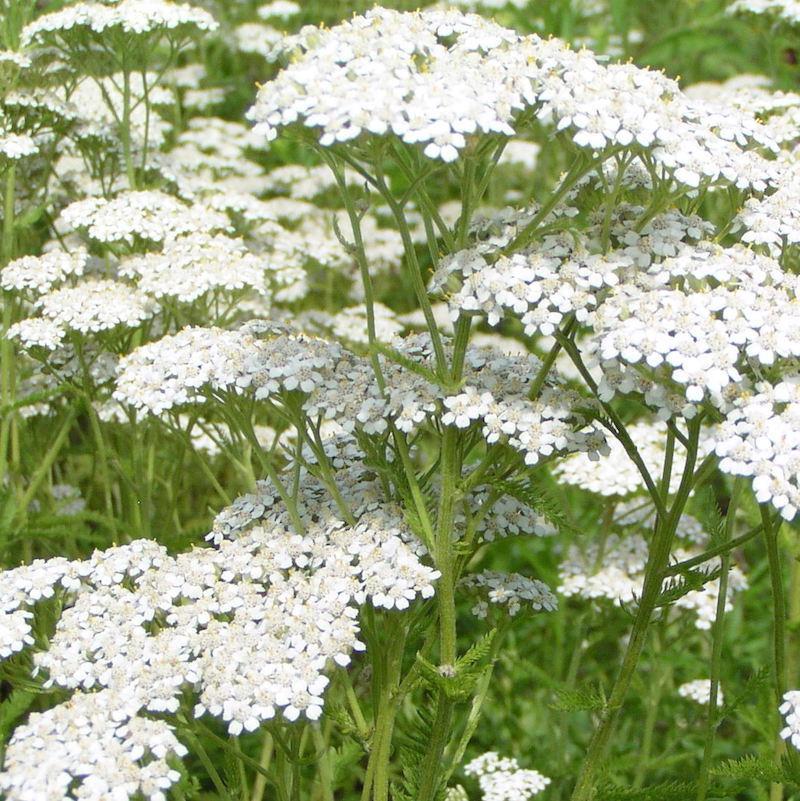 A Witch's Journey — An Overview of Plants: Yarrow