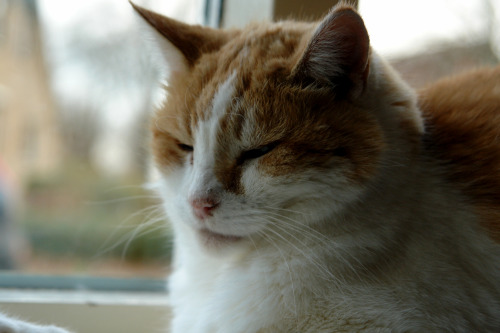 kelcipher: cat-government: the windowsill was extra fluffy today @mostlycatsmostly