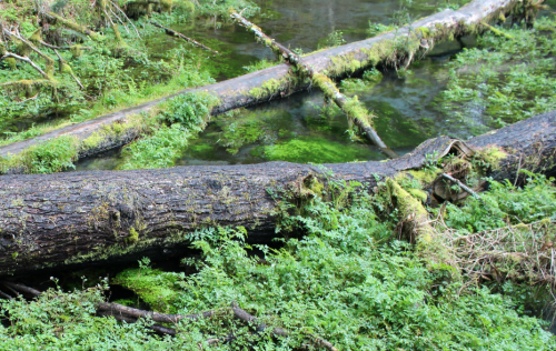 bright-witch: The Garden of Sun and Rain ◈ Pacific Northwest photography by Michelle N.W. ◈ ◈ Print 