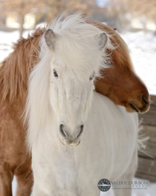 Antje Freygang and her Icelandic horses from Middleburg,  Virginia by V. Durbon (2) Being a profess