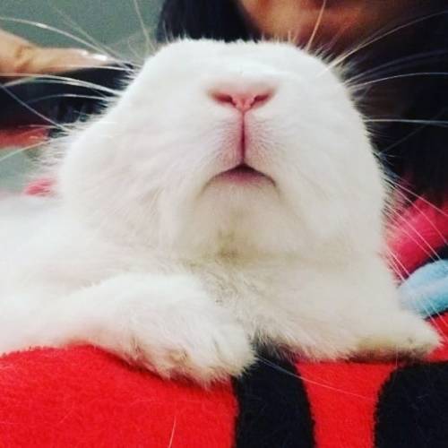  Mouf Monday: cute mouf to cheer up your day! #bunniesoftheworld #bunniestagram  #bunnies #cutebunni