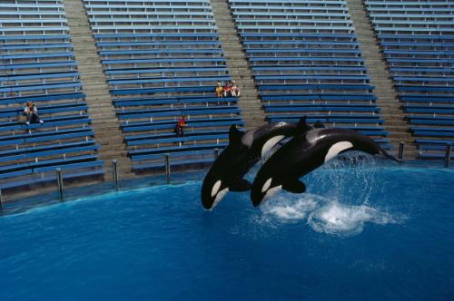 strangebiology:California Bans Breeding Orcas, Orca ShowsIn the wake of the documentary Blackfish, p