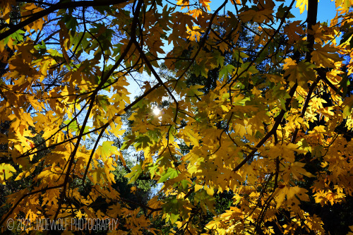 Autumn LeavesSwitzer FallsAngeles National Forest, California