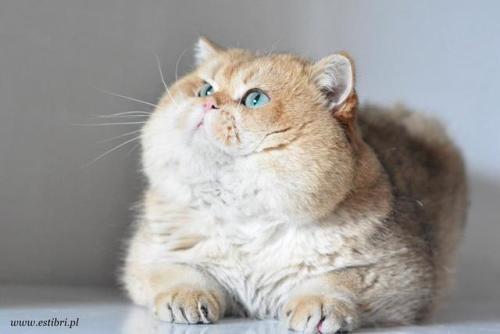 scottishstraight:Handsome chubby cat!© “EstiBri PL” cattery