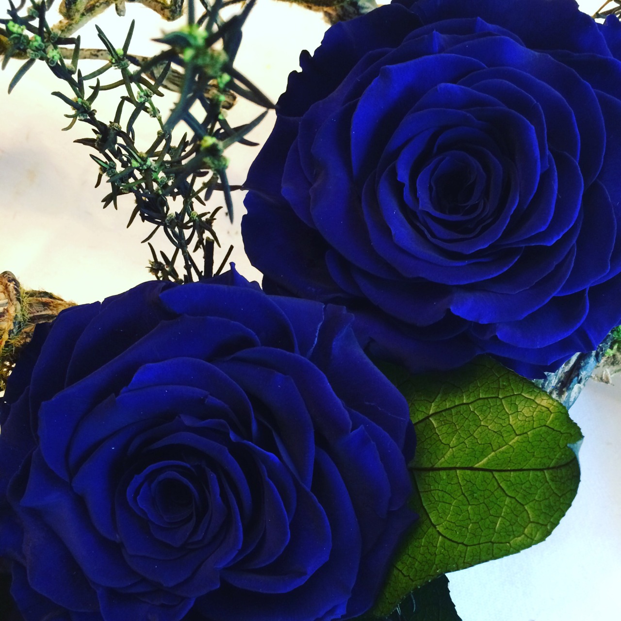 Last Week, I got two Blue Roses as a Birthday present! My favorite flower 