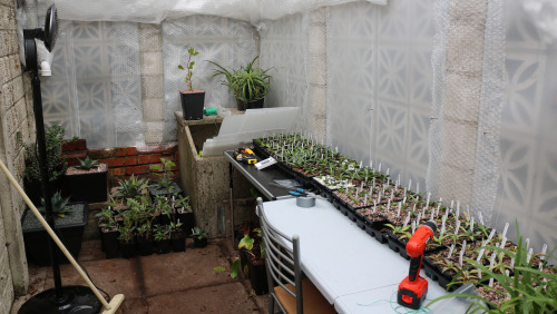 agavex: plantyhamchuk: theplanthouse: Garden, early November 2015, Nottinghamshire, UKLaburnum seed 