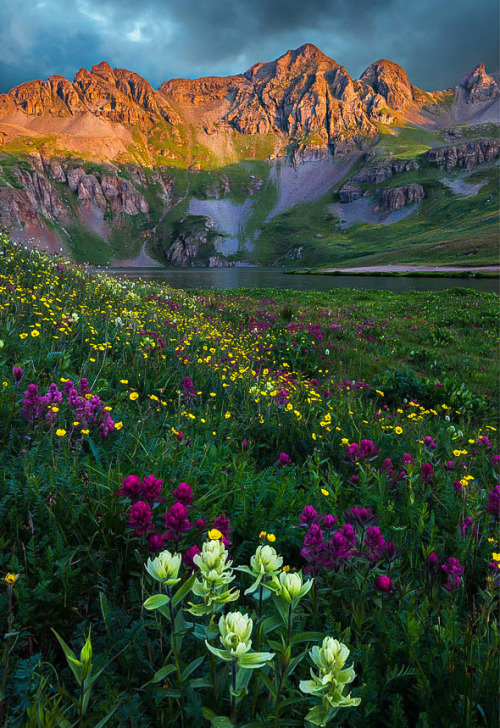 coiour-my-world:  Guy Schmickle ~ The Rocky Mountains ~  Summer Wildflowers of Colorado’s San Juan M