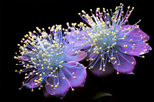 conspectusargosy:  Small white Mock Orange flowers photographed in ultraviolet-induced visible fluorescence (UVIVF).