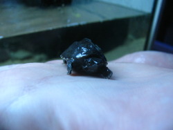 we went to a pet store and they had these tiny turtles and staff took them out so we could get better pictures babbies