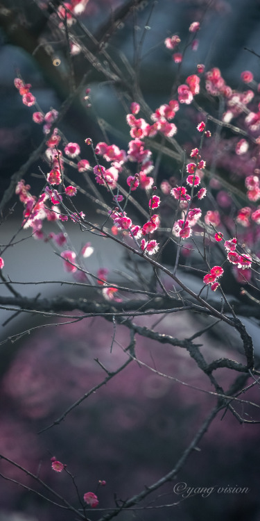 fuckyeahchinesegarden: Plum blossoms by 影像视觉杨 | 娟子看天下 | 汤S同学