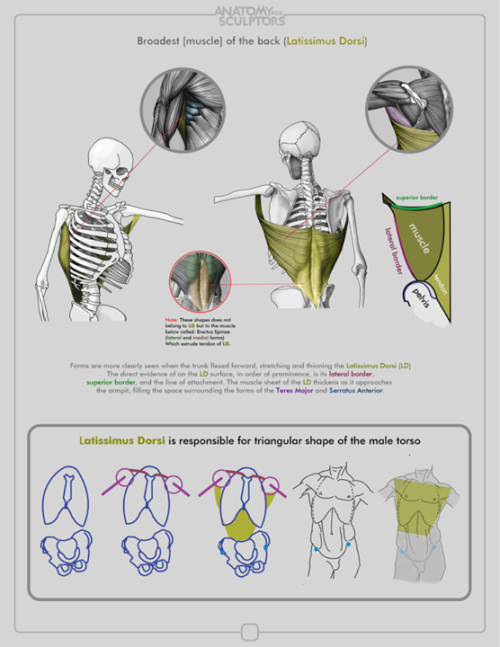 daunt:  eyecager:  Torsos tips from Anatomy for Sculptors I have an Anatomy Intensive class on Torso’s-Front and Back this term so expect a lot of information relating to it being put up.  FANTASTIC anatomy reference! 