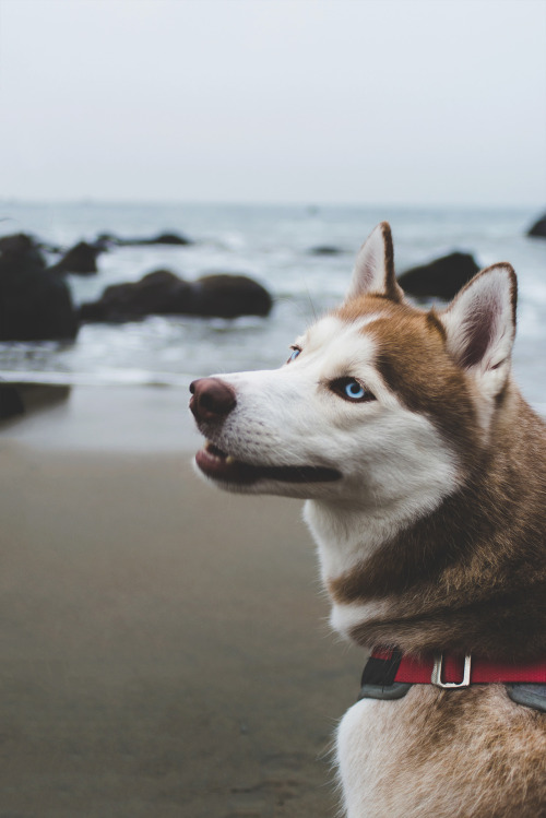 souhailbog: © Jonathan Garcia | Siberian Husky | More