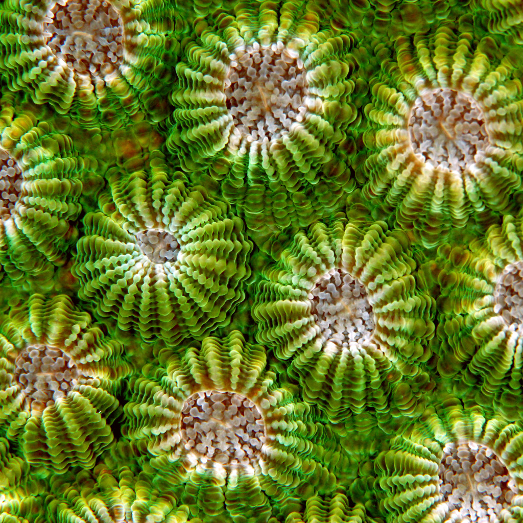the-dark-side-of-the-room:  kqedscience:Vivid Close-Ups Reveal The Intricate Beauty