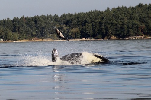 theincredibleorca: arlluk:Holy god… Transients completely annihilating an extremely unfortu