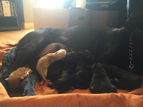 Update : the puppies are getting bigger :)