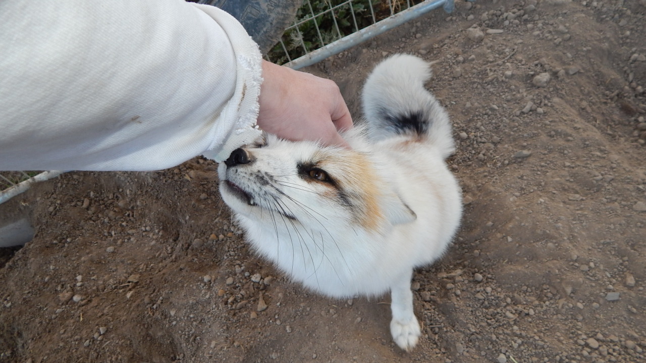 foxesarethebestanimals:  It’s been some time but I got to see the beloved Juno,