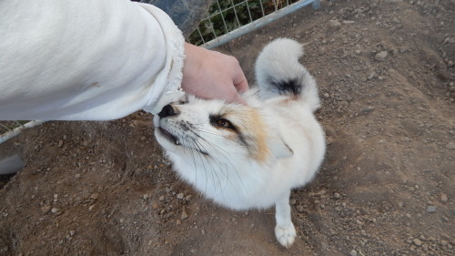 It’s been some time but I got to see the beloved Juno, the fluffy sweet foxy, her winter coat coming