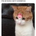 cat-memes-only: