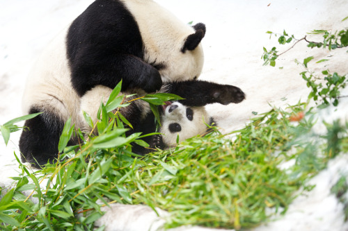 Porn Pics giantpandaphotos:  Xiao Liwu and his mother