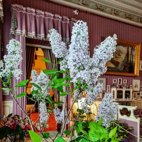 Lilacs in the Mauve room of the Alexander Palace