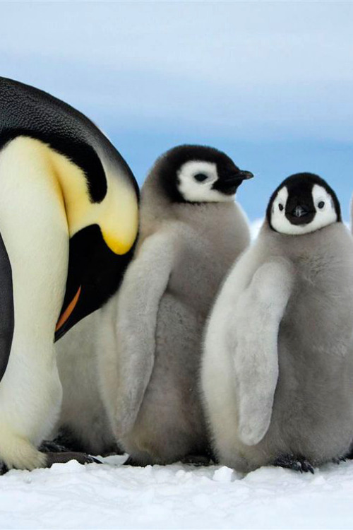 expressions-of-nature:  Emperor Penguins, Antarctica by Dafna Ben Nun