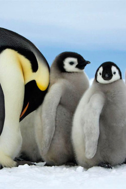 Expressions-Of-Nature:  Emperor Penguins, Antarctica By Dafna Ben Nun