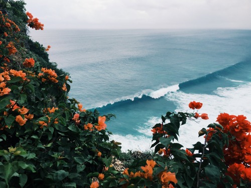 orange flowers