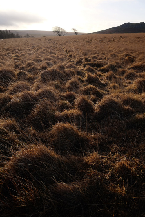 Yellowmead Stone Circles, Dartmoor, 29.12.17.This highly unusual Bronze Age site features a series o