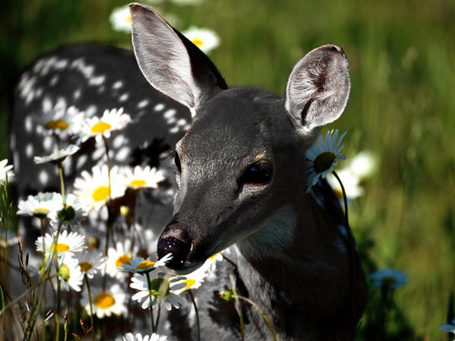 witlovesyou:  A very unusual genetic color variation in white-tailed deer — rarer