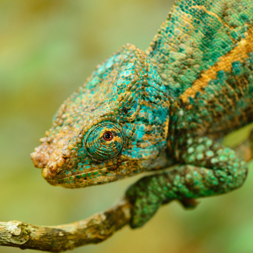 Calumma ambreense is a large, beautiful chameleon endemic to Montagne d’Ambre in north Madagascar. T