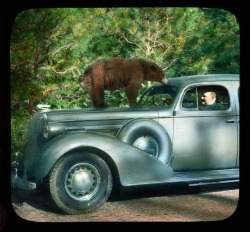 Ucresearch:  Yosemite National Park: Bear (Ursus Americanus) On The Hood Of A 1936