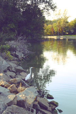 ingirll:  Egret. 