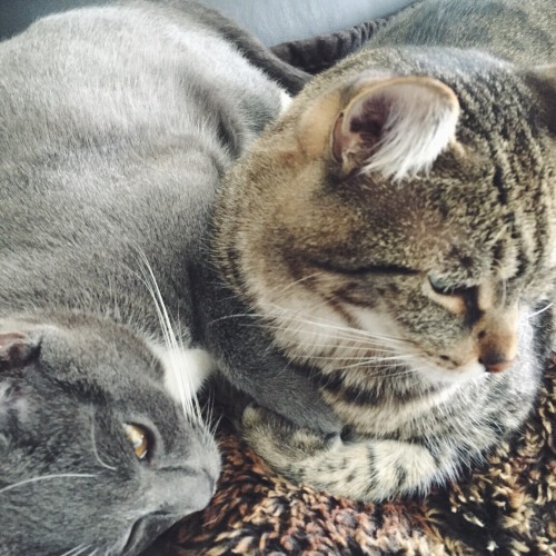 CATURDAYS WITH: Fen & Chad
Holding paws while relaxing on this dreary day. What a life.