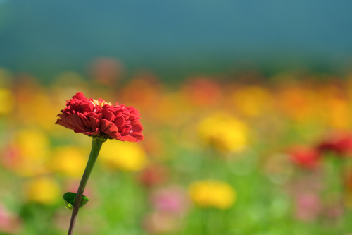 bluenote7: Zinnia