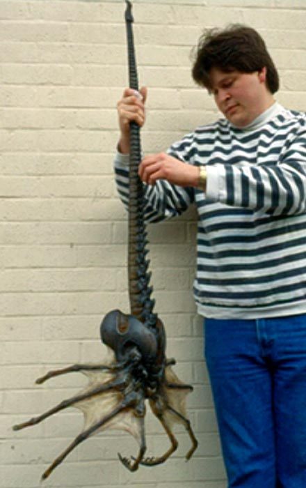 fuzzyfroot:shavingryansprivates:scientists recently discovered the body of a giant sea spider like o