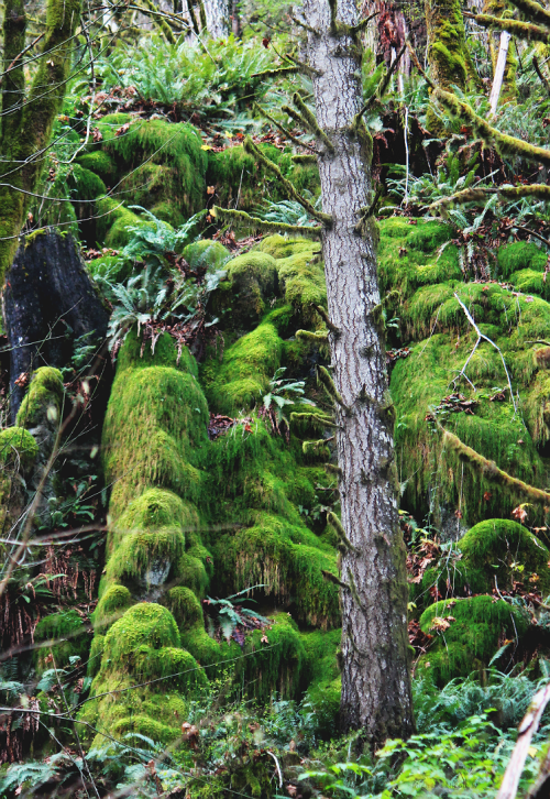 bright-witch: ◈ Pacific Northwest photography by Michelle N.W. ◈ ◈ Print Shop ◈ Blog ◈ Flickr ◈ ◈ Pl