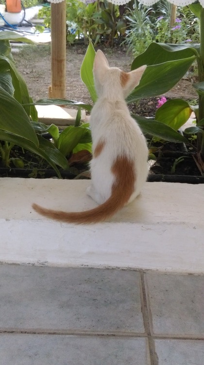 Aunt’s kittenΑβδού, Κρήτηtaken at Avdou Crete, GR © marmar. 2016