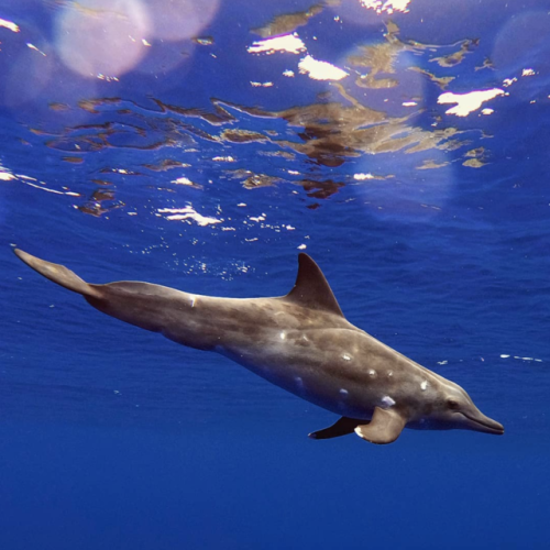 kohola-kai: Rough-toothed dolphins by Moorea Ocean Adventures