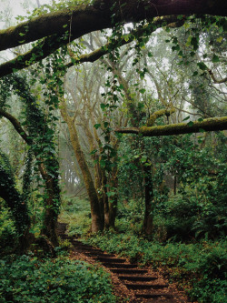 wild-nirvana:  kevinruss:  Mt Tamalpais on