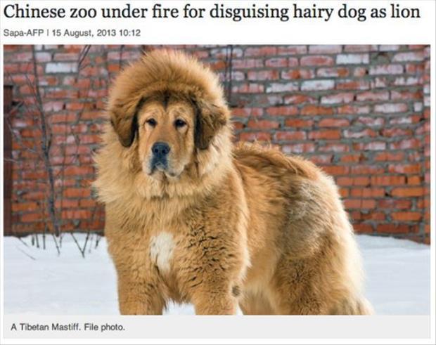 georgetakei:  This hurts their national pride. Source: Awwww Pets!
