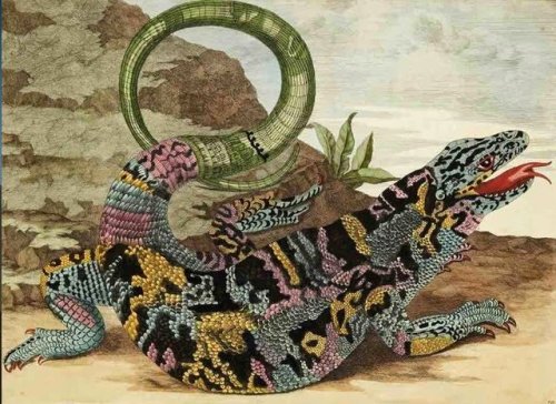 Maria Sibylla Merian (German, 1647-1717, b. Frankfurt, Germany) - Lizard from Metamorphasibus Insect