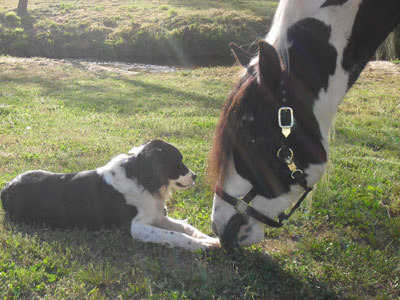 theblogforadog:  dogs and horses 