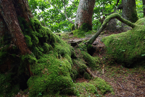 Nagano forest by K MORII