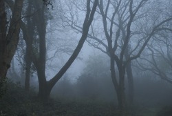 buron:  Grove Mist (xx) ©sydburon - November