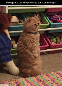 tastefullyoffensive:  He looks so concerned