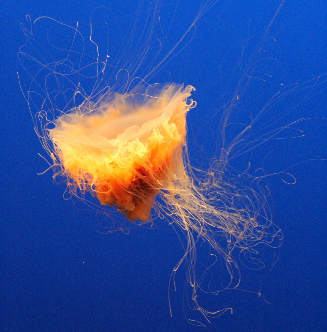 mbainternexperience:  Rawr! These lion’s mane jellies can practically shapeshift