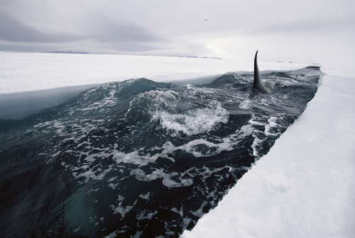 thelovelyseas:  Orca or Killer Whale (Orcinus orca) travels down opening leads of